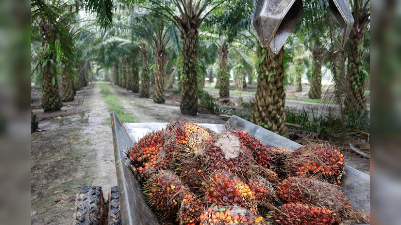 Palm oil