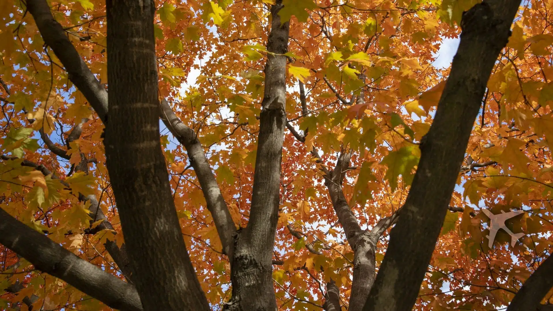 A Journey Through Autumn's Splendor