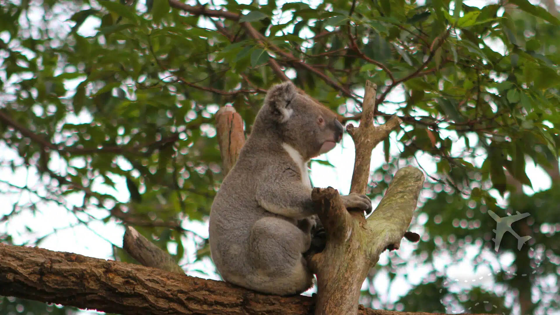 An Adventure Through Australia's Wildlife