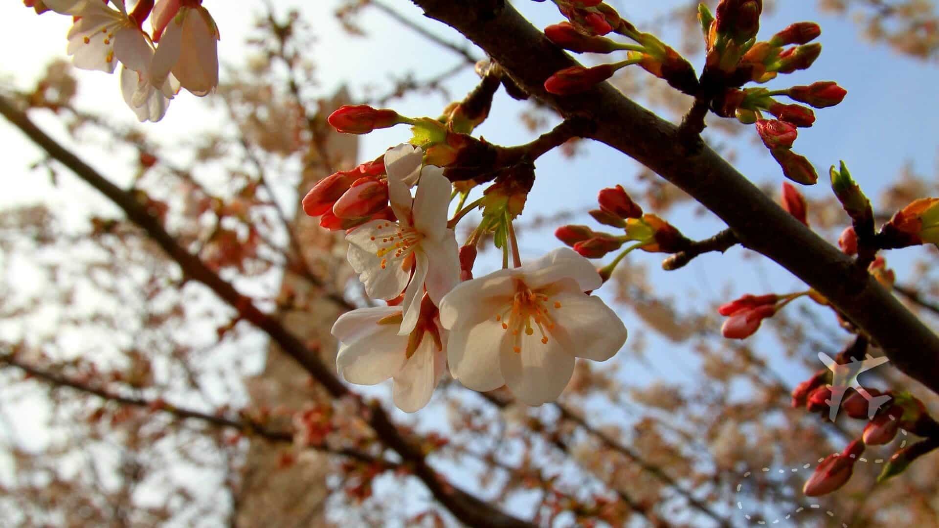 Cherry Blossom Festival in DC is an AMAZING site to see!