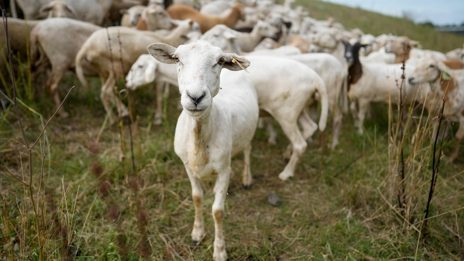 Cities are using sheep to graze in urban landscapes and people love it