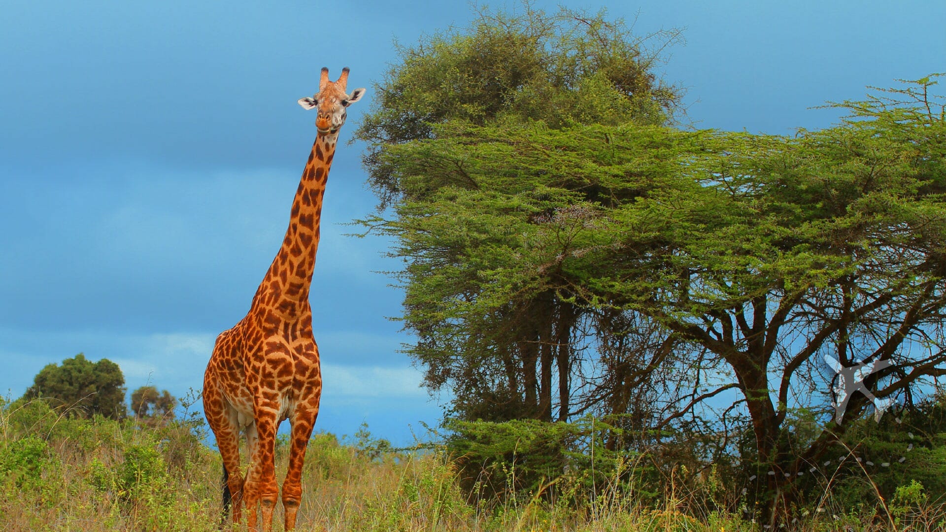 Embark on a Safari Adventure in Nairobi National Park