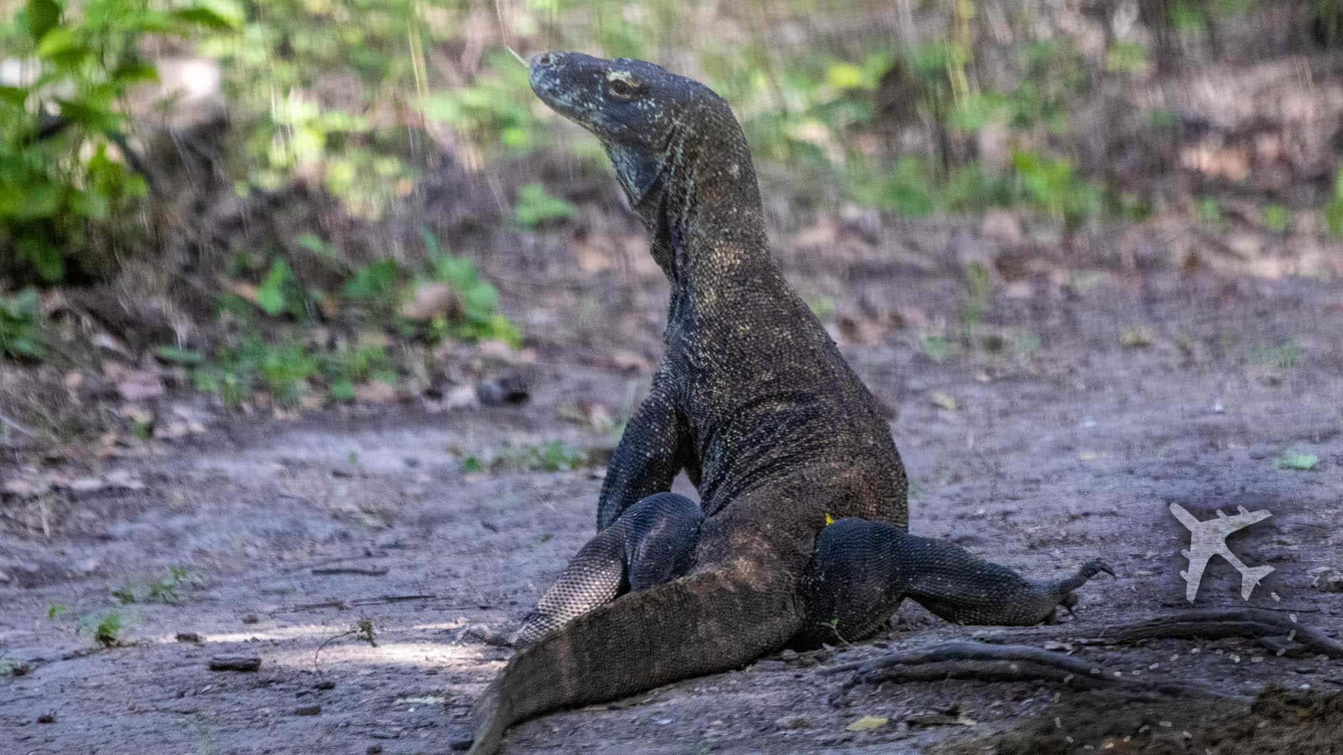 Encountering the Komodo Dragons on Rinca Island