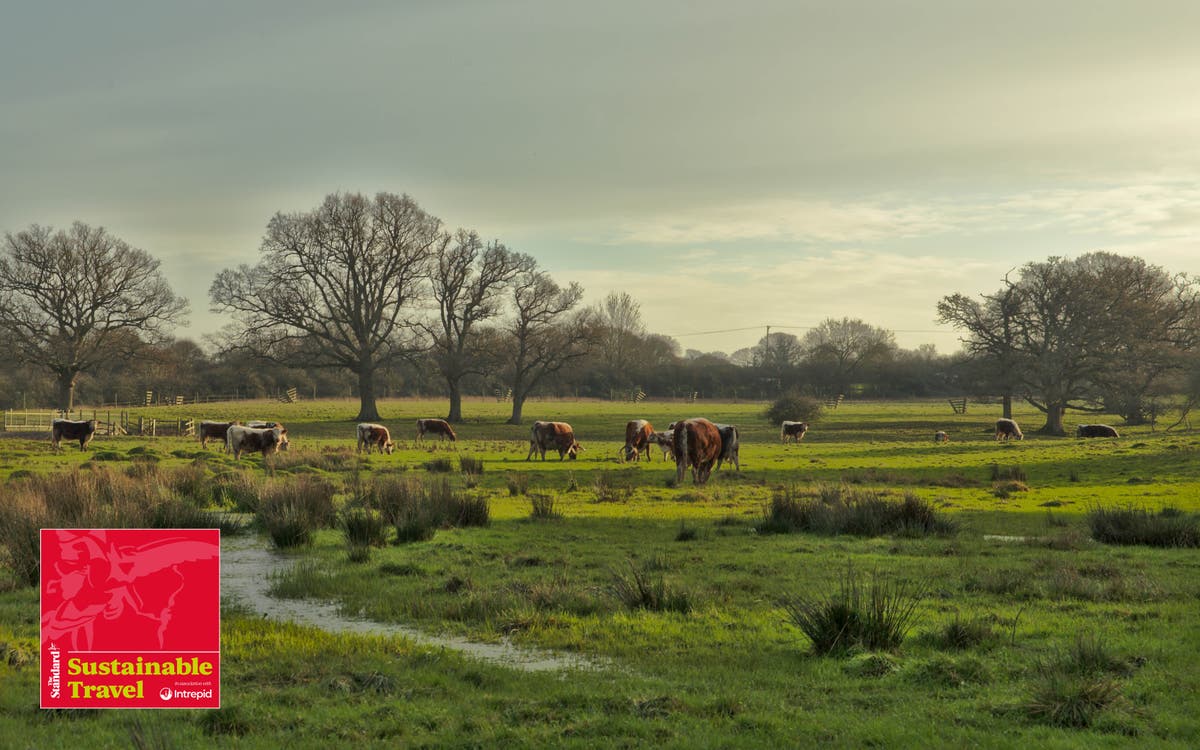 Going wild in the UK — Listen to The Standard podcast