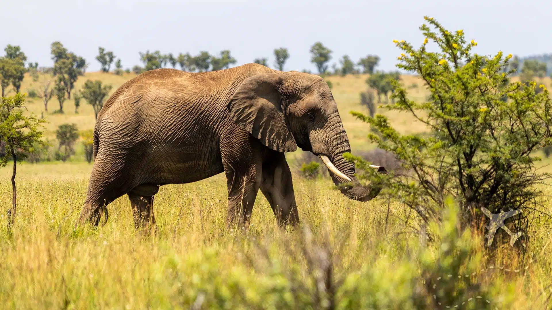 African elephant at Pilanesberg National Park in South Africa