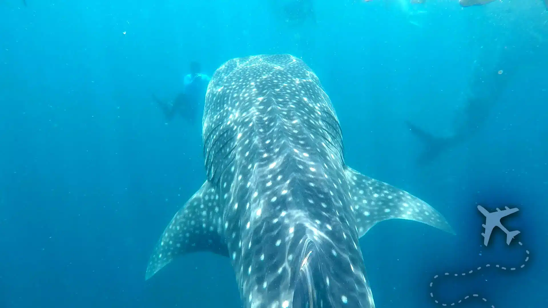 Swimming with Whale Sharks in Oslob, Philippines