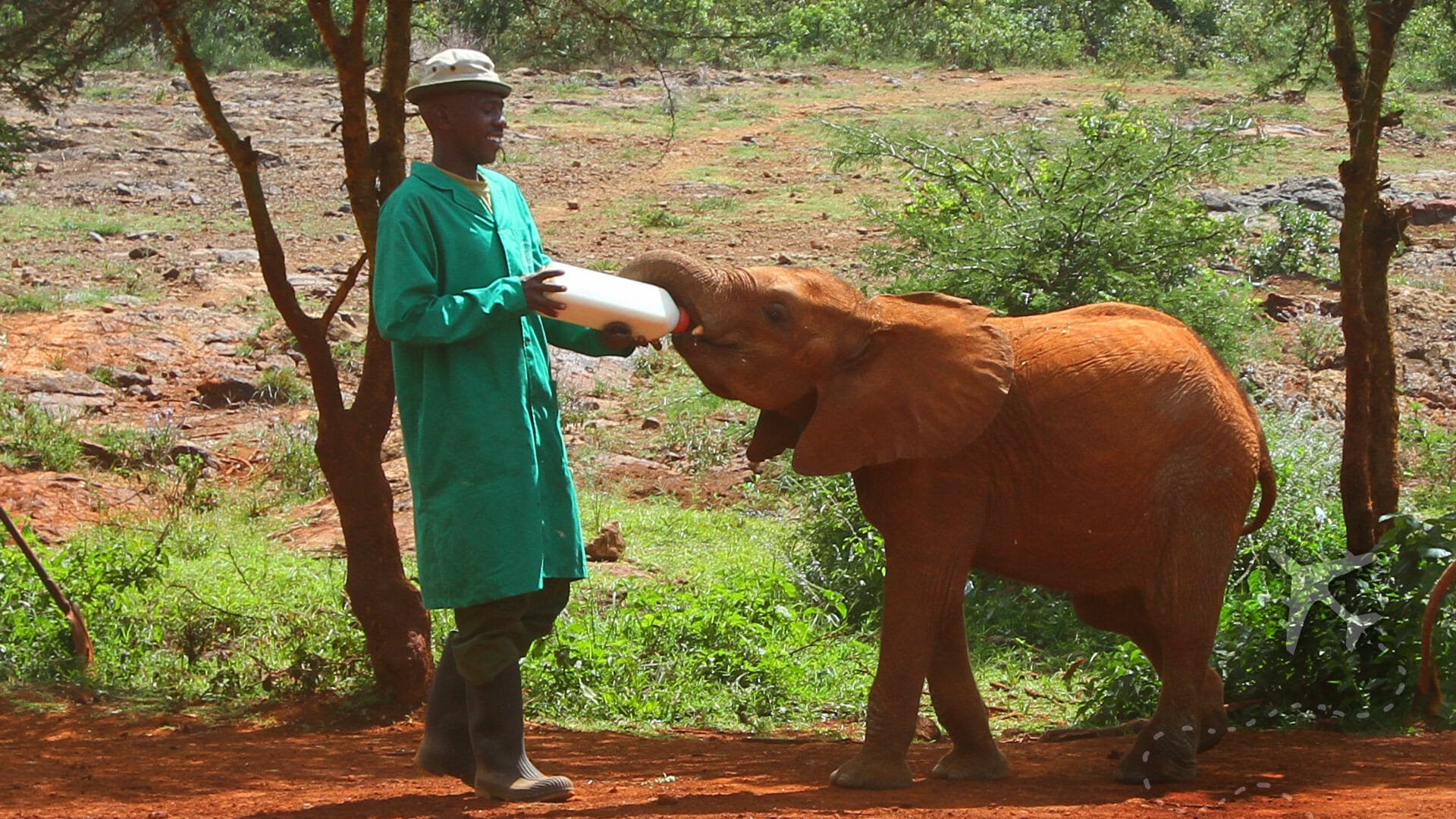 The Impact of the Elephant Orphanage