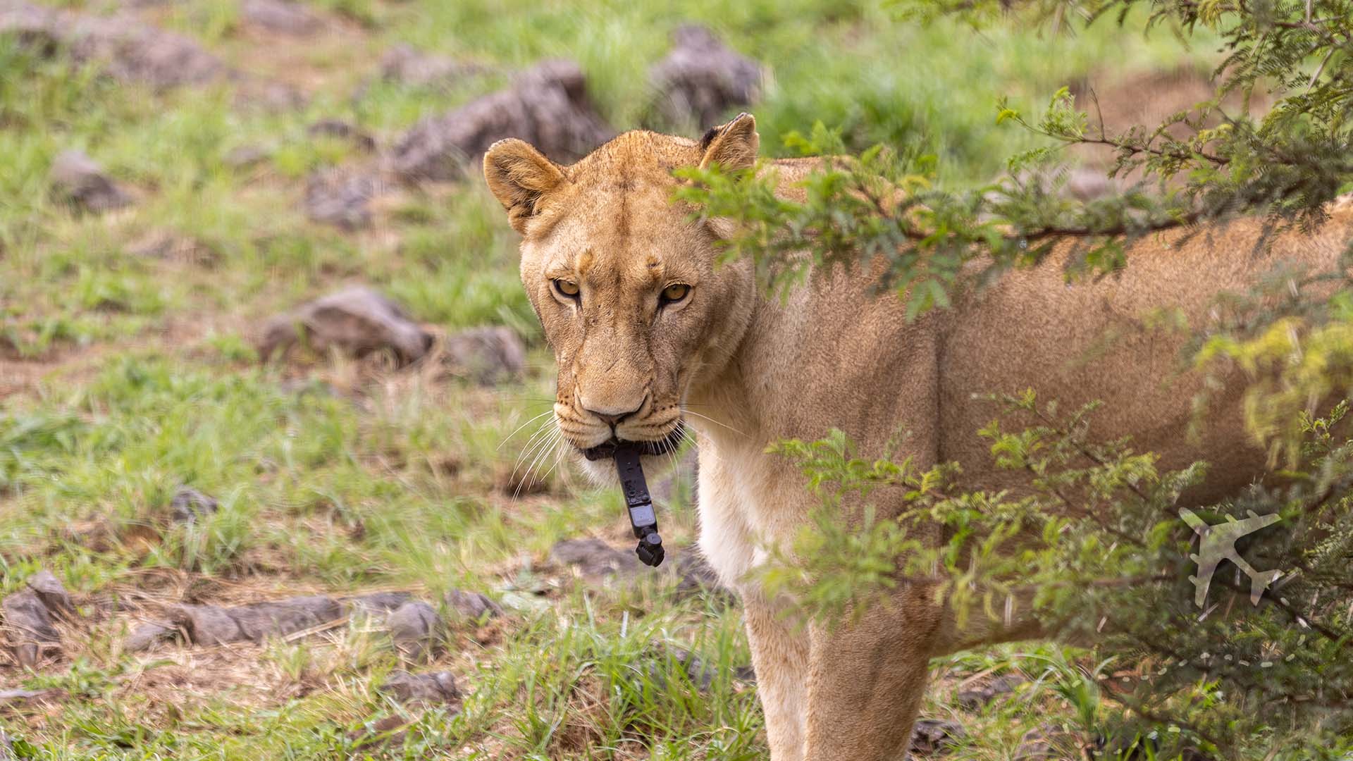 The Lion That Ate My Camera