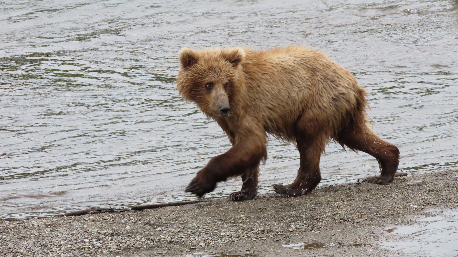 The chunkiest of chunks face off in Alaska's Fat Bear Week