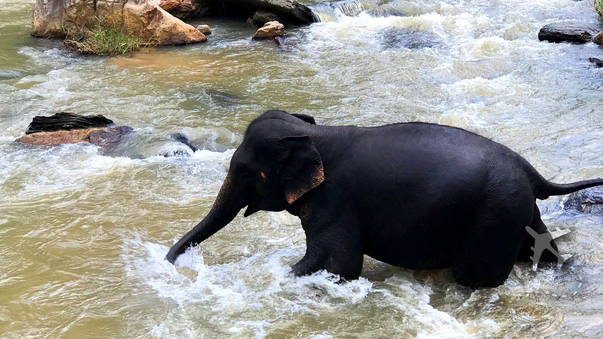 elephant jungle sanctuary