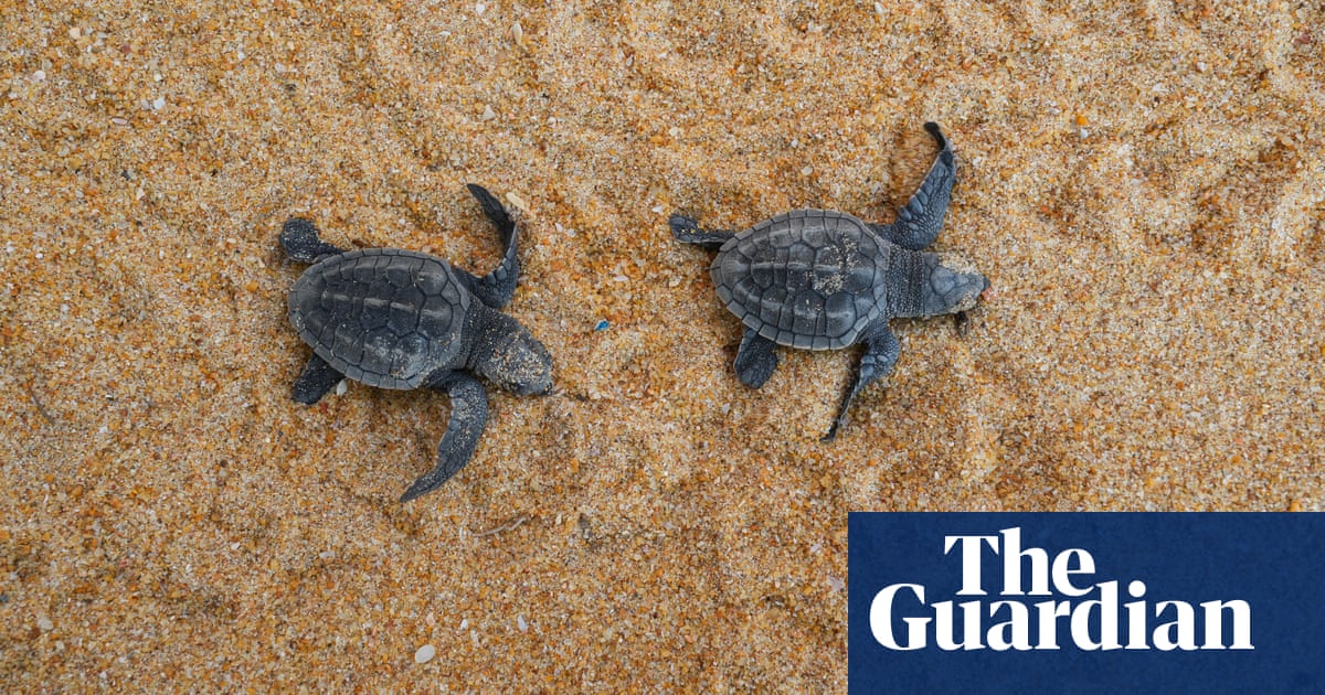 ‘It’s nice to help a life to live’: meet Sri Lanka’s turtle guardians | Global development