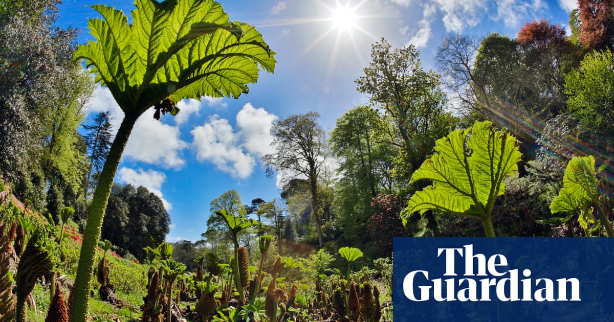 ‘Secret Garden on steroids’: the Cornish cottage that comes with its own jungle and private beach | Cornwall holidays