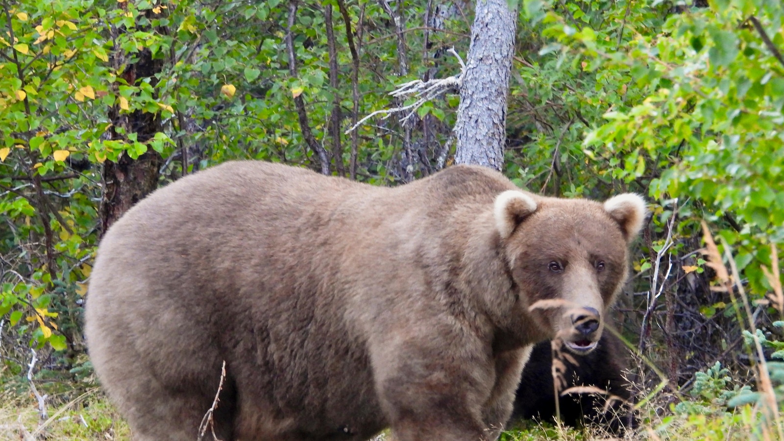 Grazer beats the behemoth that killed her cub to win Alaska's Fat Bear Contest