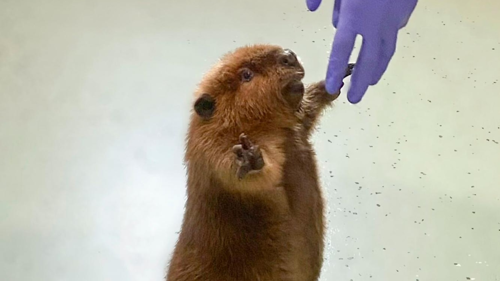 The fate of Nibi the beaver lands in court as rescuers try to stop her release into the wild