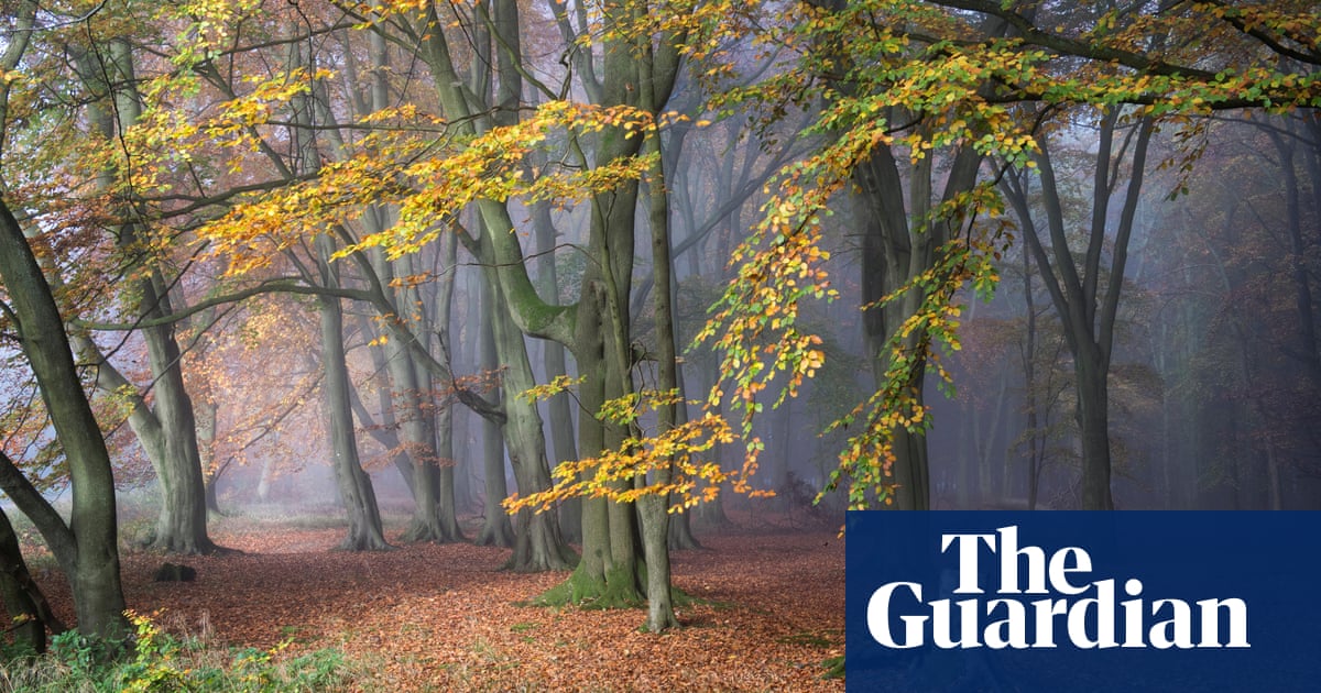 ‘Reconnecting with our glorious woodlands’: why we should all get out into the forest | Walking holidays